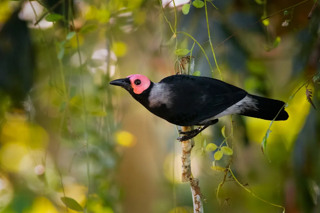 秃椋鸟(Sarcops calvus)
