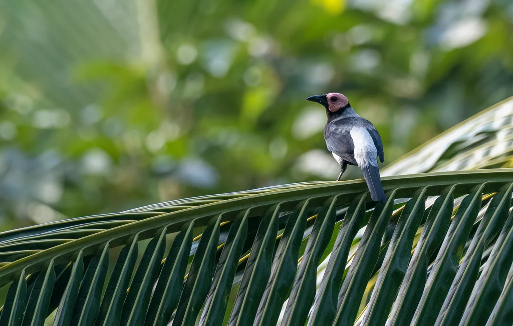 秃椋鸟(Sarcops calvus)