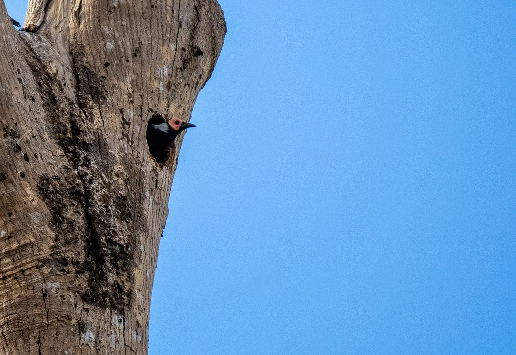 秃椋鸟(Sarcops calvus)