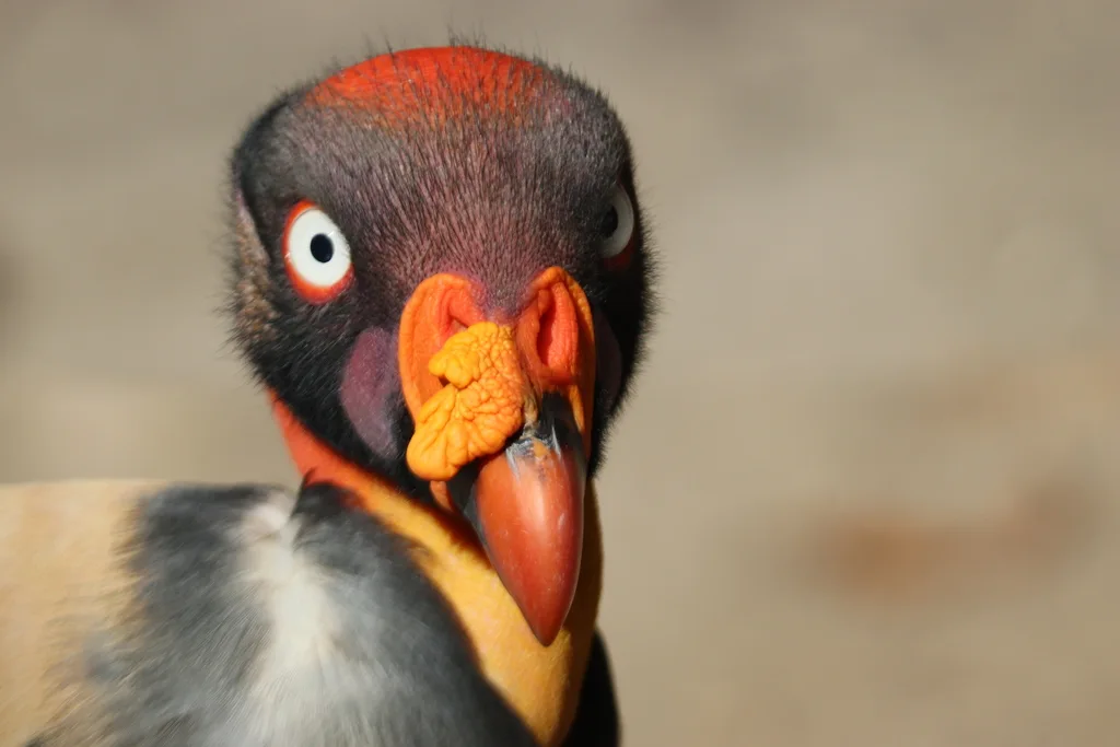 王鹫(Sarcoramphus papa)