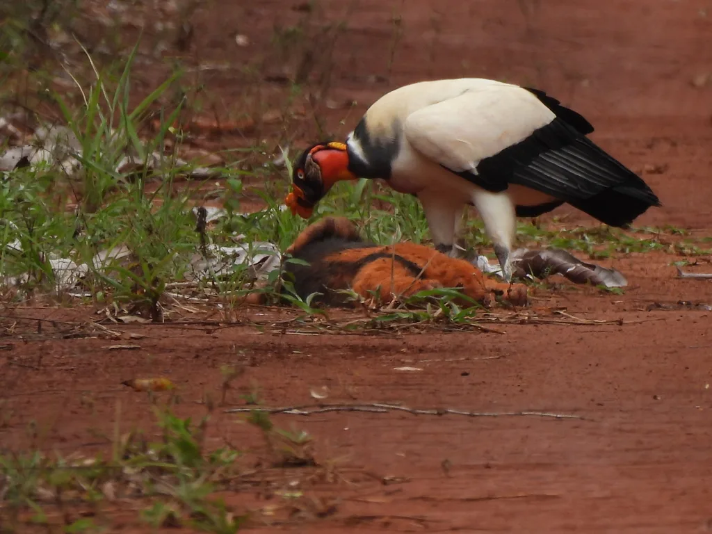 王鹫(Sarcoramphus papa)