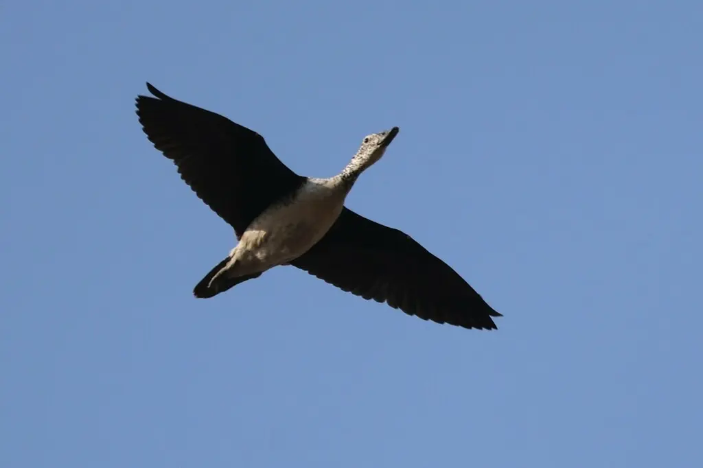 瘤鸭(Sarkidiornis melanotos)