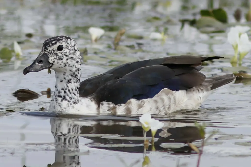 瘤鸭(Sarkidiornis melanotos)