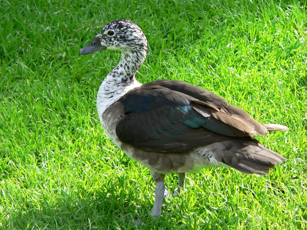 美洲瘤鸭(Sarkidiornis sylvicola)