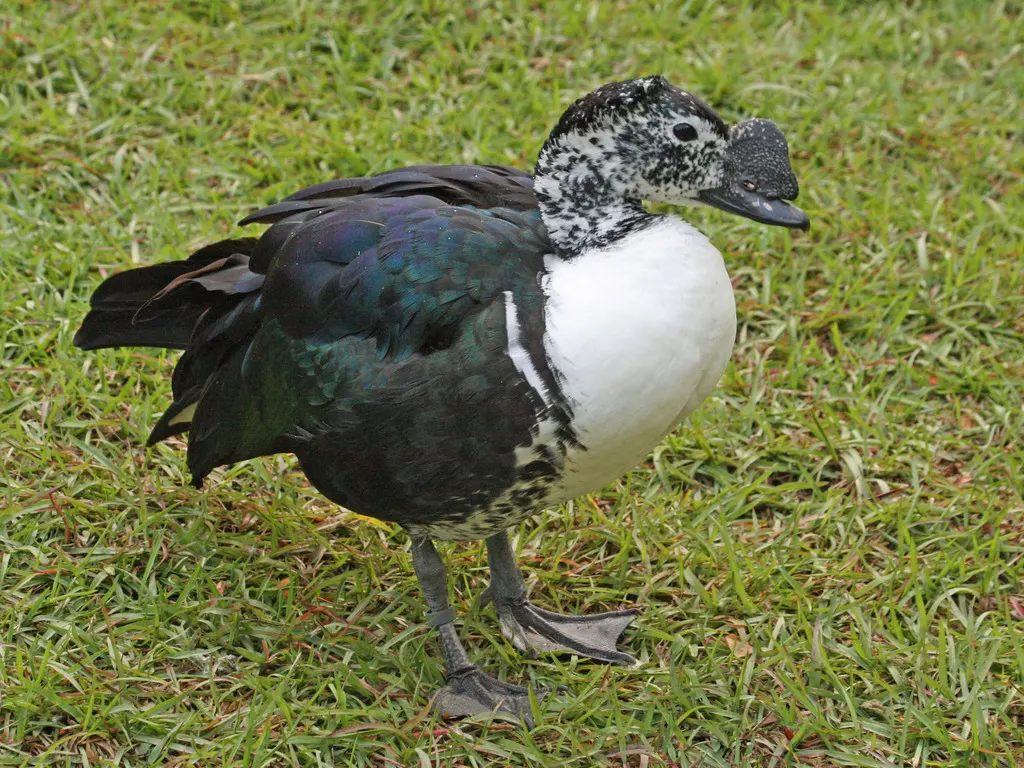 美洲瘤鸭(Sarkidiornis sylvicola)