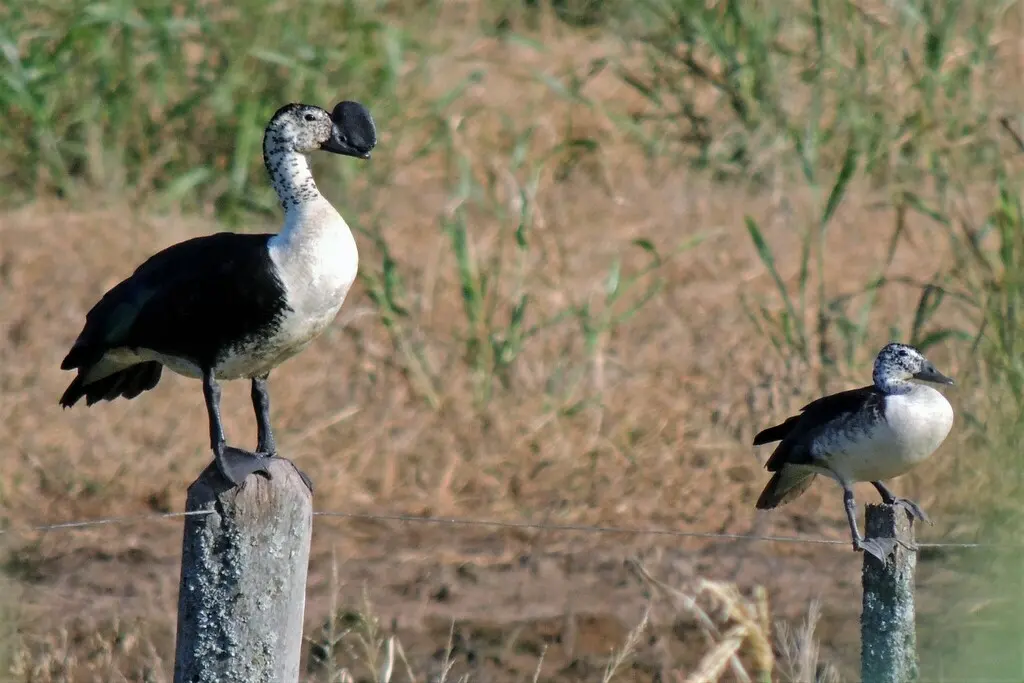 美洲瘤鸭(Sarkidiornis sylvicola)