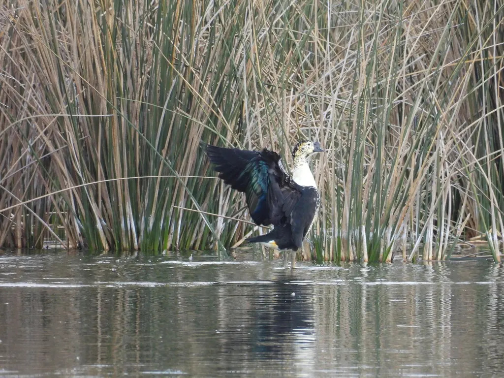 美洲瘤鸭(Sarkidiornis sylvicola)