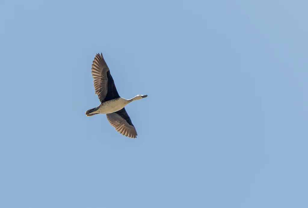 美洲瘤鸭(Sarkidiornis sylvicola)