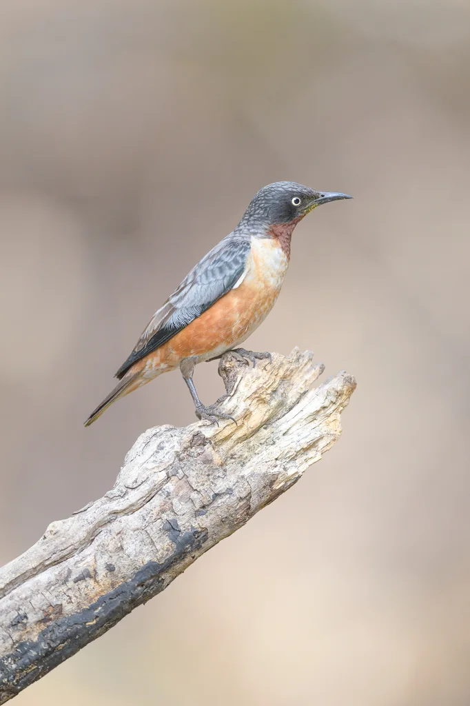 斑翅椋鸟（Saroglossa spilopterus）