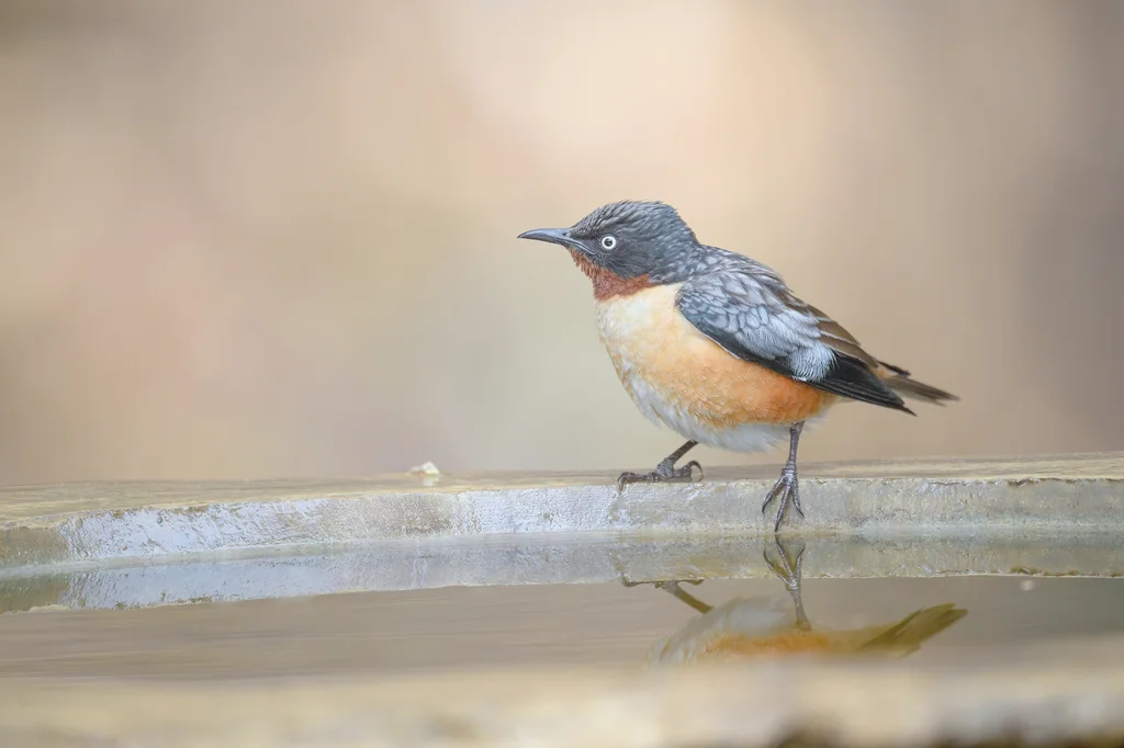 斑翅椋鸟（Saroglossa spilopterus）