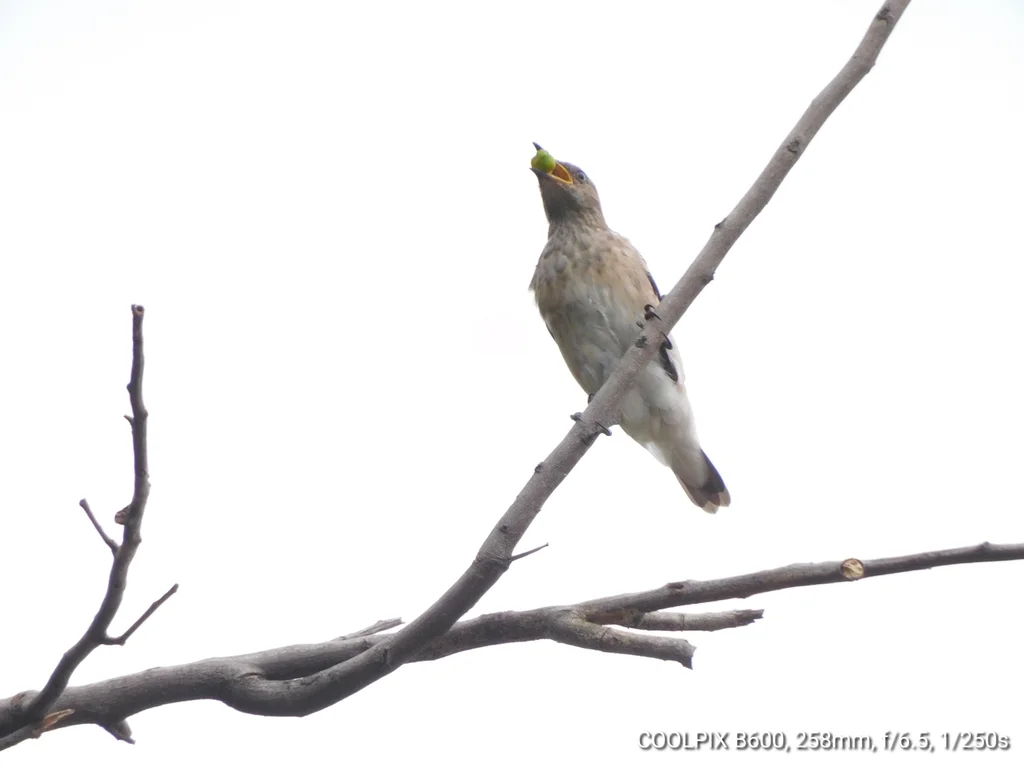 斑翅椋鸟（Saroglossa spilopterus）