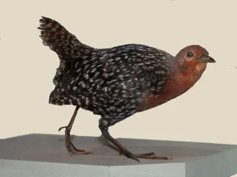 黄斑侏秧鸡