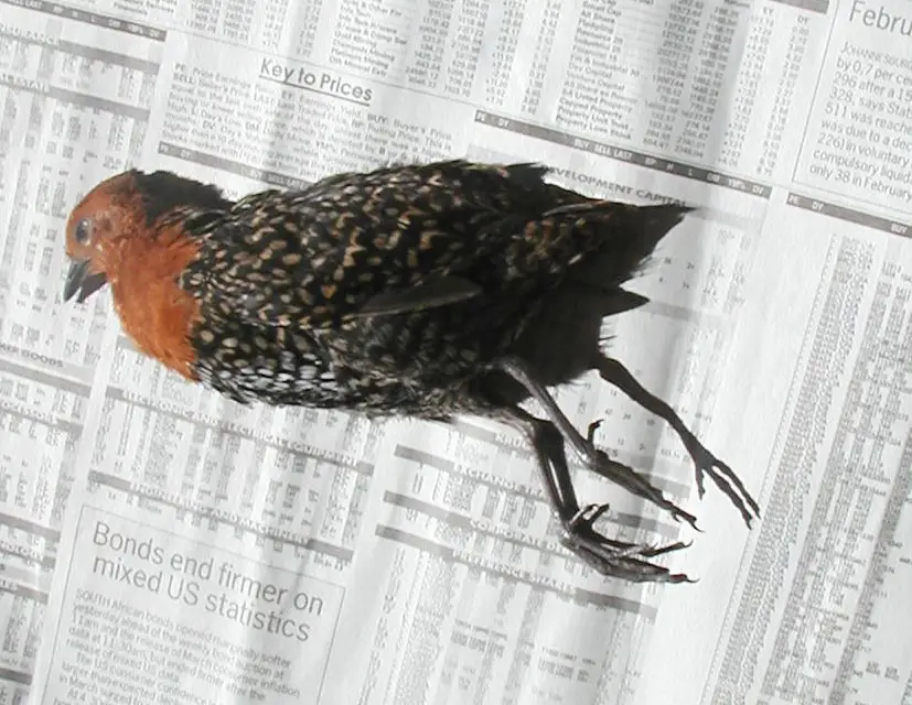 黄斑侏秧鸡(Sarothrura elegans)