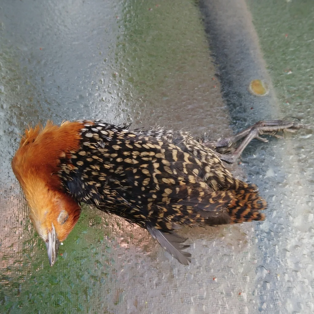 黄斑侏秧鸡(Sarothrura elegans)