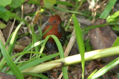 马岛侏秧鸡