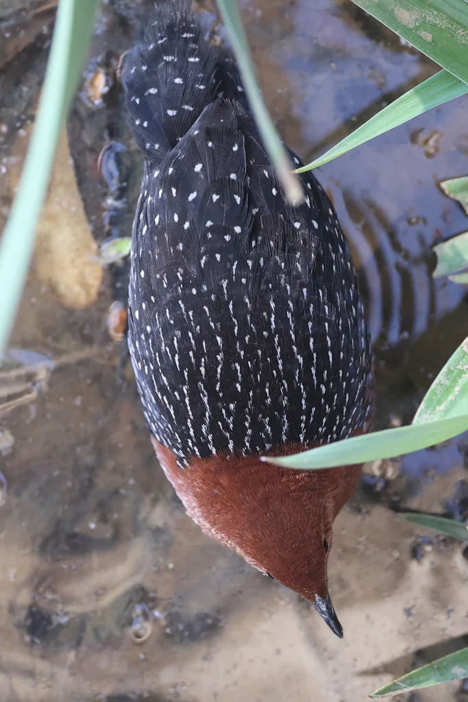 红胸侏秧鸡（Sarothrura rufa）