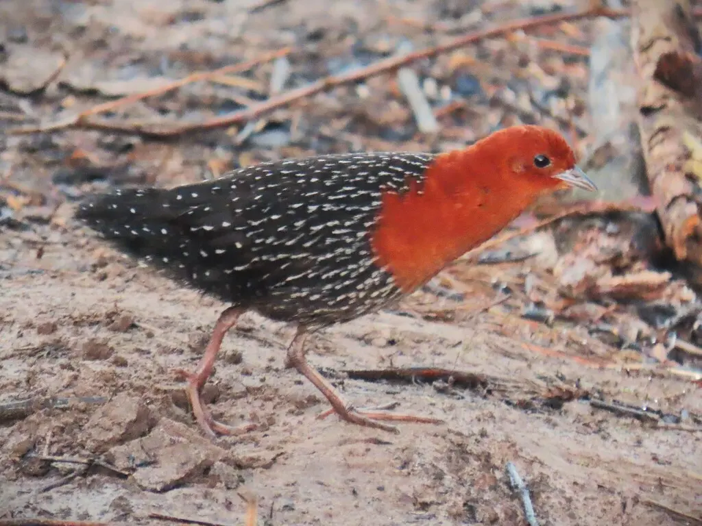 红胸侏秧鸡（Sarothrura rufa）
