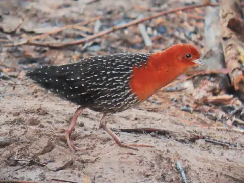红胸侏秧鸡