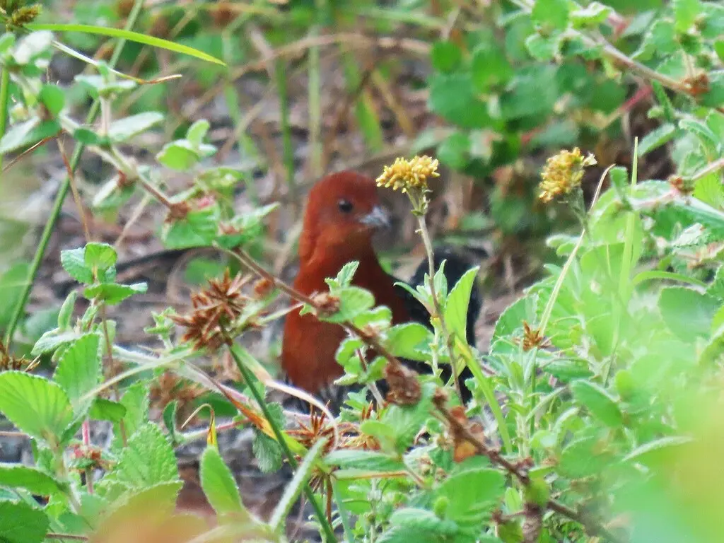 红胸侏秧鸡（Sarothrura rufa）