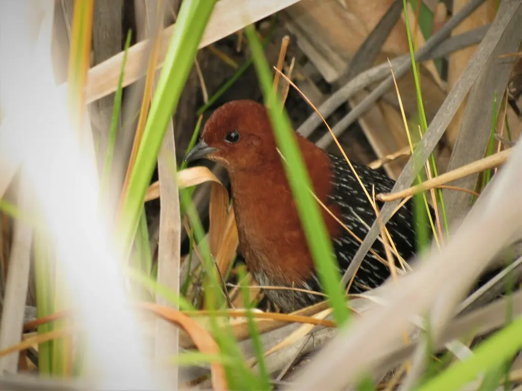 红胸侏秧鸡（Sarothrura rufa）