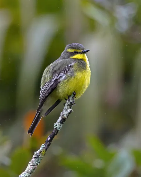 黄眉霸鹟