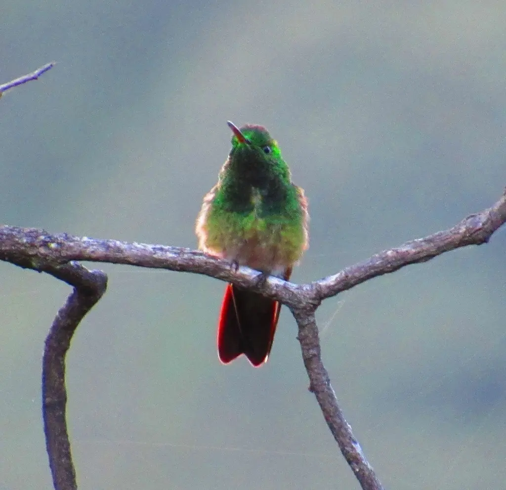 绿蜂鸟(Saucerottia beryllina)