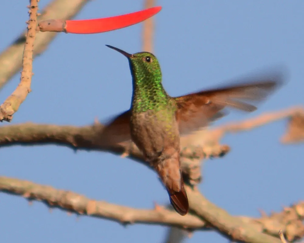 绿蜂鸟(Saucerottia beryllina)