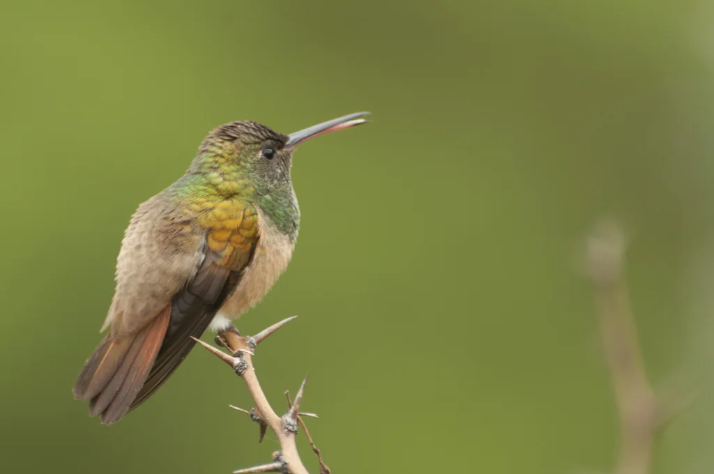 栗腹蜂鸟(Saucerottia castaneiventris)