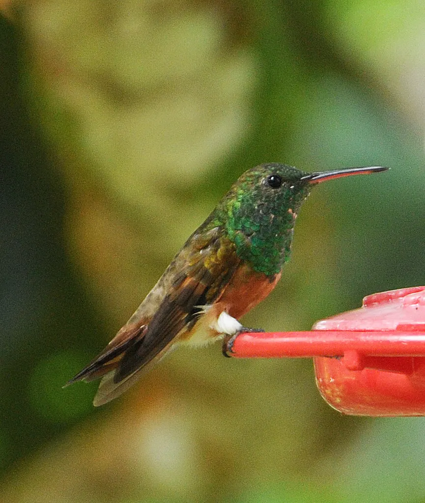 栗腹蜂鸟(Saucerottia castaneiventris)