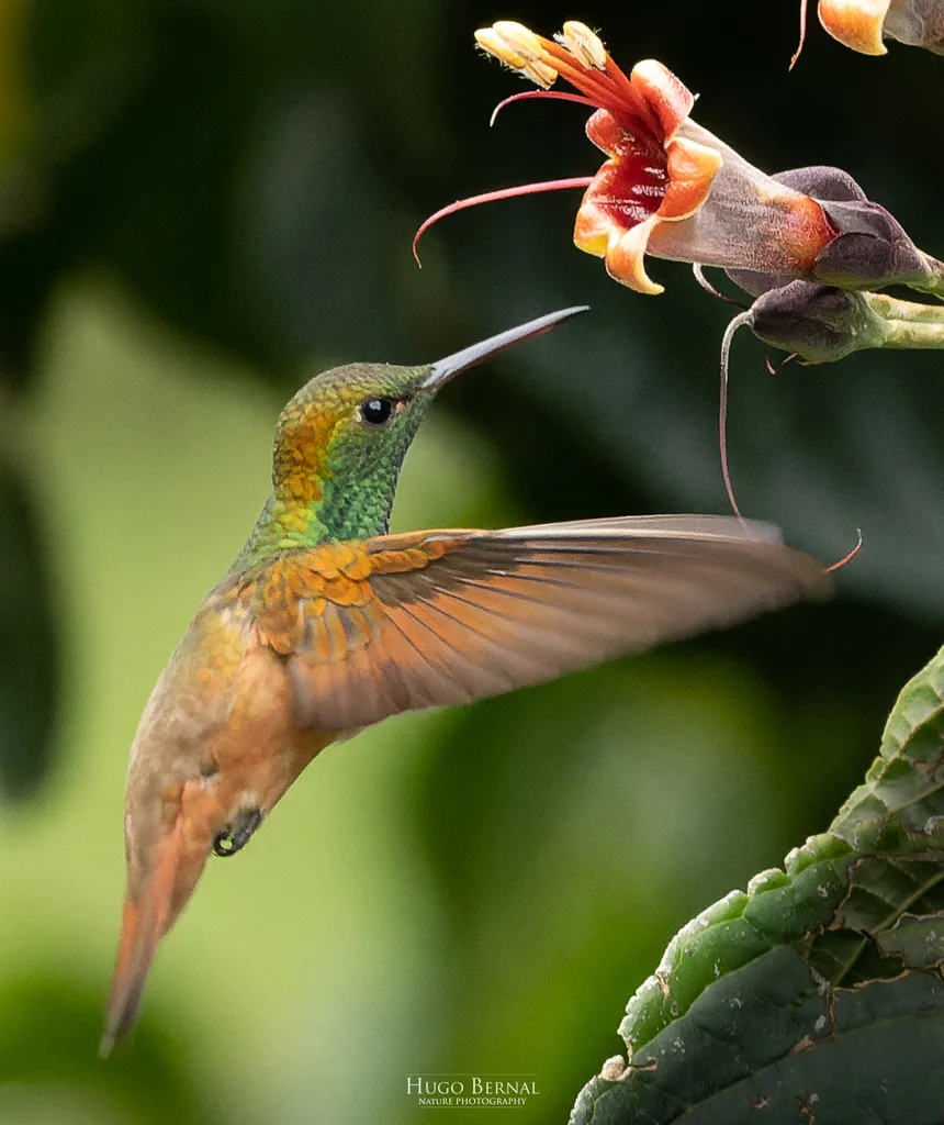 栗腹蜂鸟(Saucerottia castaneiventris)