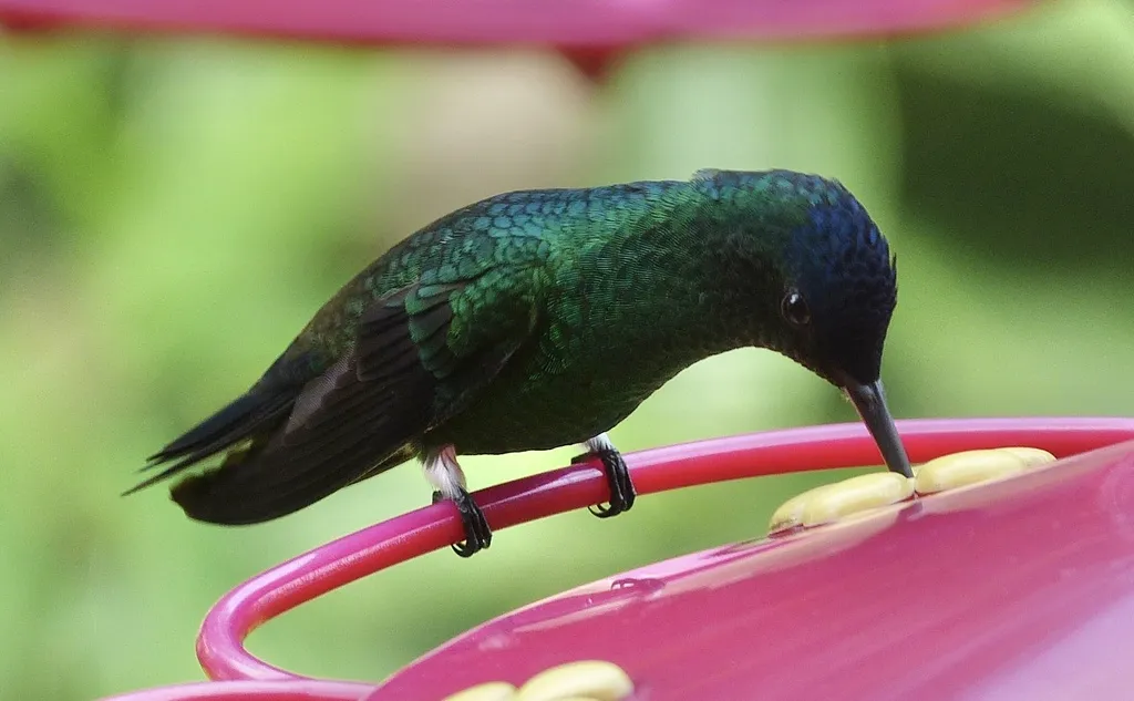 青顶蜂鸟（Saucerottia cyanifrons）