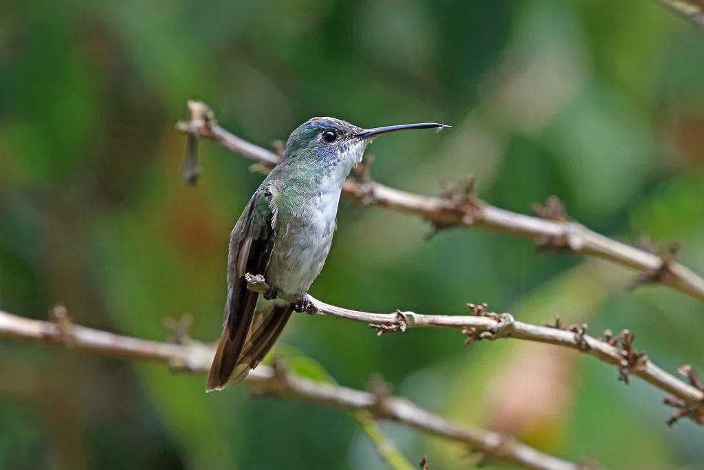 红嘴蜂鸟(Saucerottia cyanocephala)