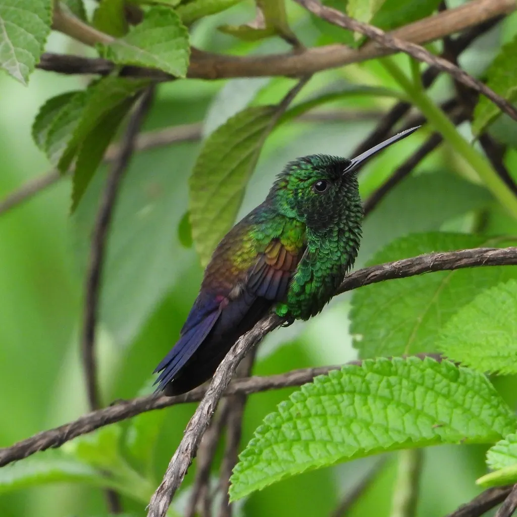 蓝尾蜂鸟（Saucerottia cyanura）