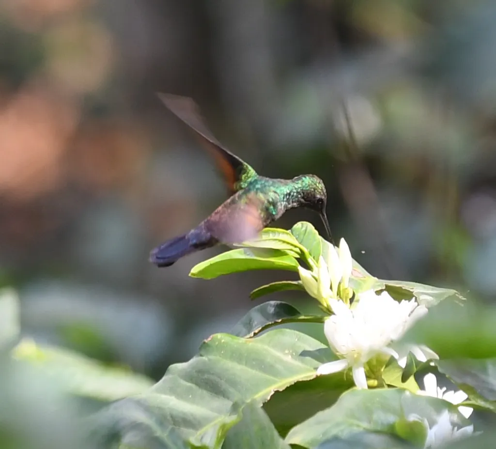 蓝尾蜂鸟（Saucerottia cyanura）
