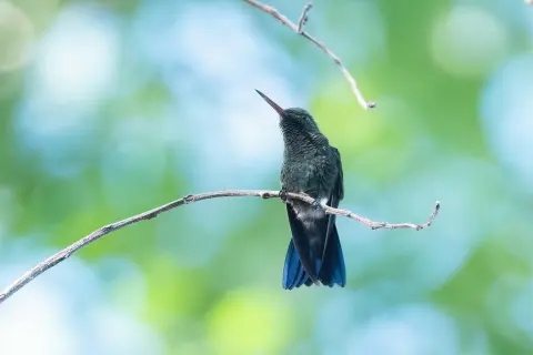 蓝臀蜂鸟