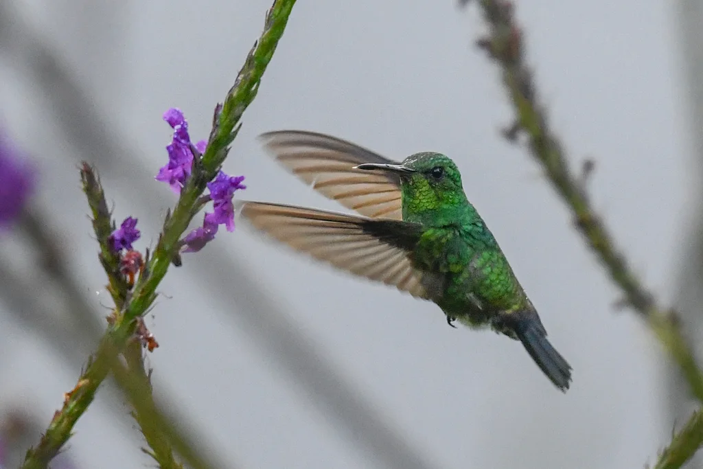 蓝臀蜂鸟(Saucerottia hoffmanni)