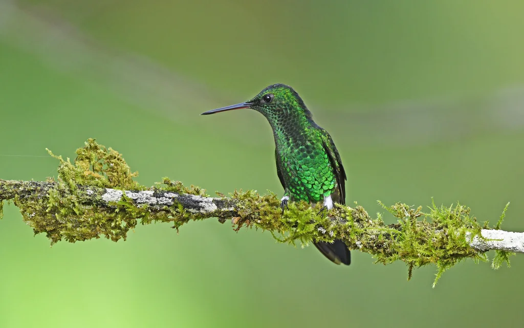 灰腹蜂鸟(Saucerottia saucerottei)