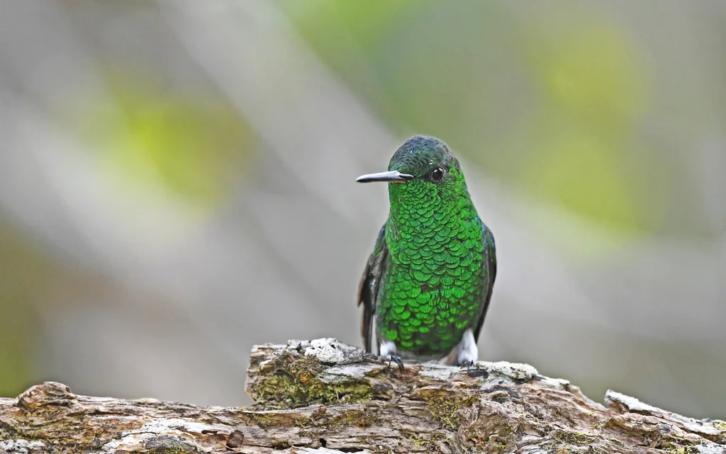 灰腹蜂鸟(Saucerottia saucerottei)