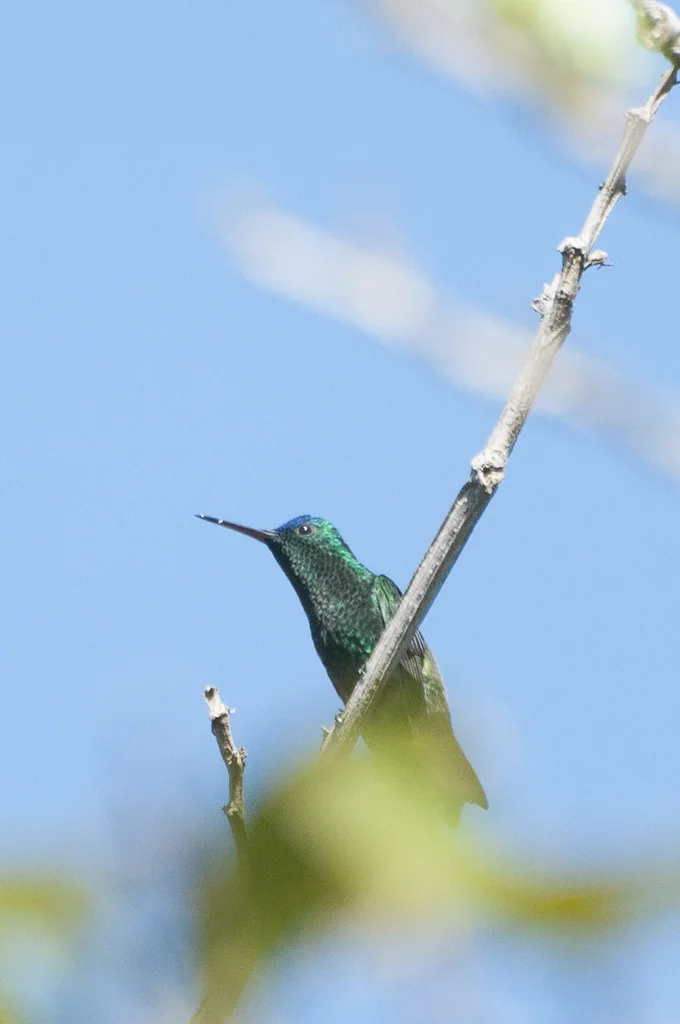 灰腹蜂鸟(Saucerottia saucerottei)