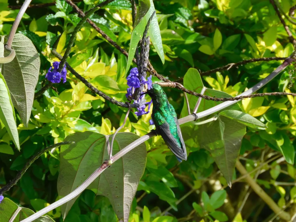 灰腹蜂鸟（Saucerottia saucerottei）
