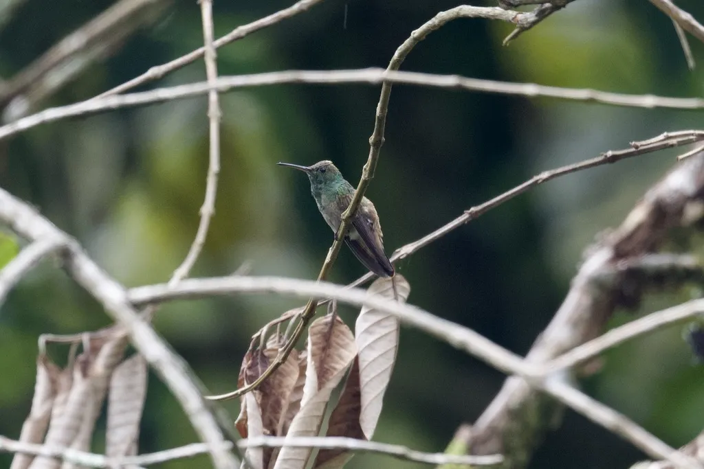 绿腹蜂鸟(Saucerottia viridigaster)