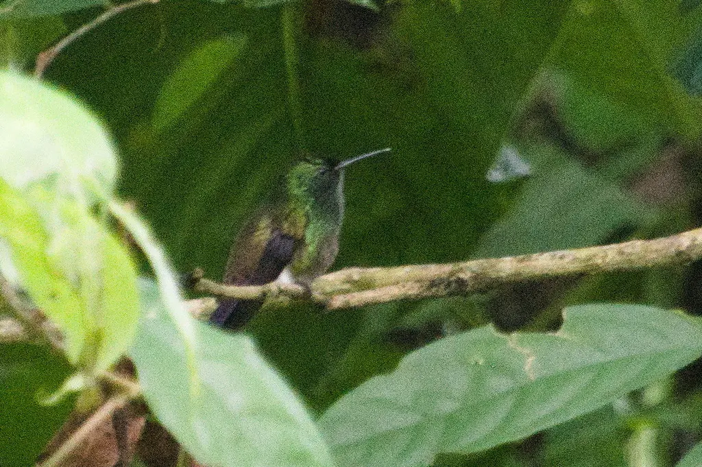 绿腹蜂鸟(Saucerottia viridigaster)