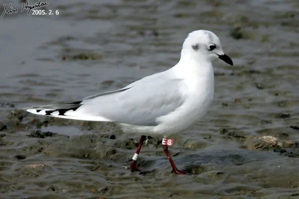 黑嘴鸥(Saundersilarus saundersi)