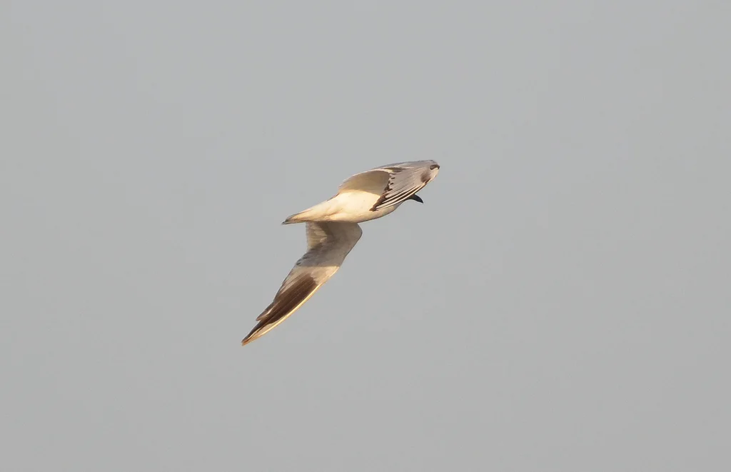 黑嘴鸥(Saundersilarus saundersi)