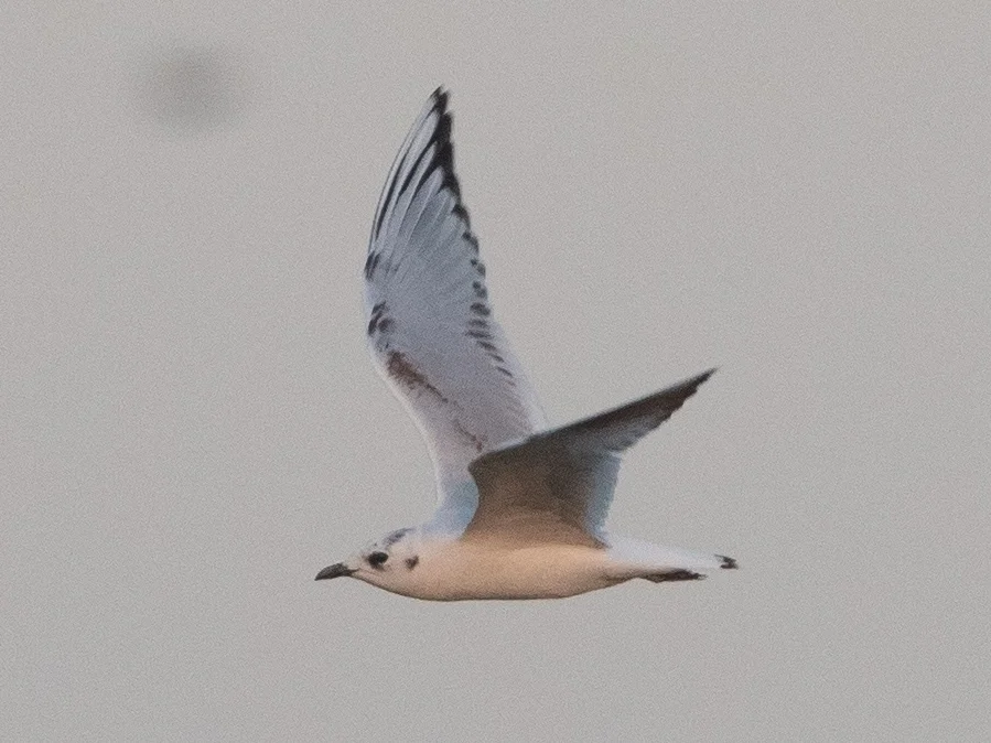 黑嘴鸥(Saundersilarus saundersi)