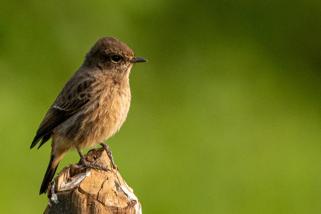 白斑黑石䳭(Saxicola caprata)