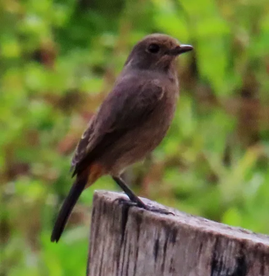 白斑黑石䳭(Saxicola caprata)