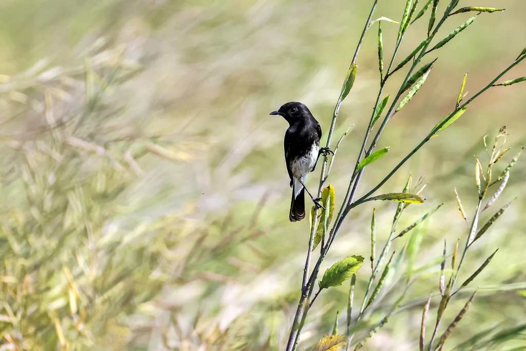 白斑黑石䳭(Saxicola caprata)
