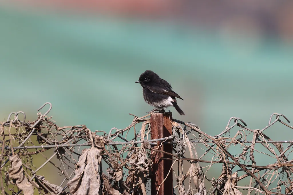白斑黑石䳭(Saxicola caprata)