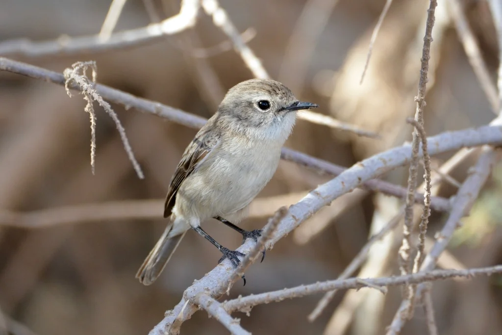 加纳利石䳭(Saxicola dacotiae)